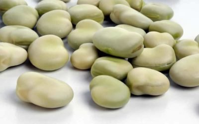 Broad Beans – Whole (Yellow/Brown)